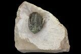 Metacanthina Trilobite - Lghaft, Morocco #153902-2